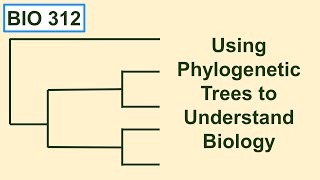 Using phylogenetic trees to understand biology [upl. by Uela]