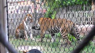 Tigers Fighting Busch Gardens [upl. by Scharff209]