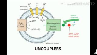 uncouplers of oxidative phosphorylation [upl. by Wylen641]