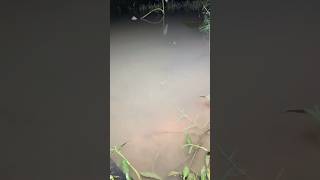 My effective way to catch eels part 3 nature 4kvideo fish [upl. by Acey]