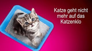 Katze geht nicht mehr aufs Katzenklo  was tun [upl. by Ahcila789]