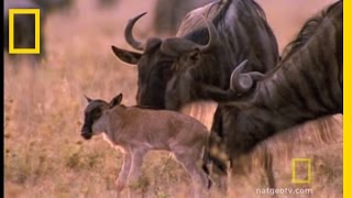 Wildebeest Migration  National Geographic [upl. by Ranchod]