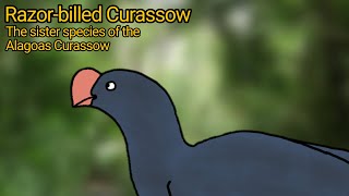 Razorbilled Curassow The sister species of the Alagoas Curassow [upl. by Norred]