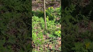 A good patch of Celandine poppy Stylophorum diphyllum Giant city state park [upl. by Yadrahc]