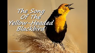 Calls Of The YellowHeaded Blackbird [upl. by Batsheva611]