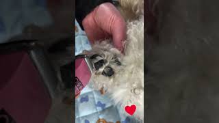 How to clip the hair in between your dogs pads Enjoy [upl. by Celle]