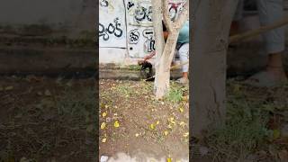 Today I Rescue A Puppy 🐶 guntur dog puppy youtubeshorts rescuedog subscribe like ytshorts [upl. by Ayotal]