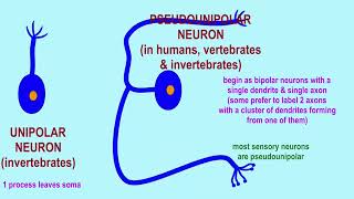 pseudounipolar neurons [upl. by Schwenk]