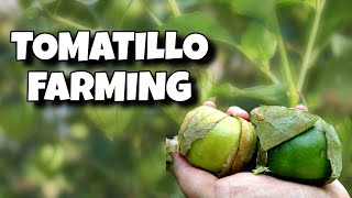 TOMATILLO FARMING  STEP BY STEP COMPLETE GUIDE ON FARMING METHOD [upl. by Nilra482]