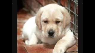 Documental sobre generalidades del Labrador Retrieverwmv [upl. by Ebner]