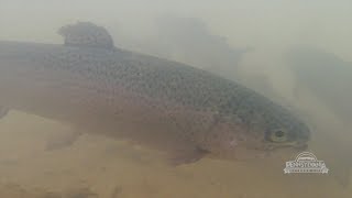 Trout Stocking in Montour County [upl. by Lednor]