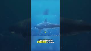 Great White Sharks Understanding Their Low Reproductive Rate [upl. by Lemej78]