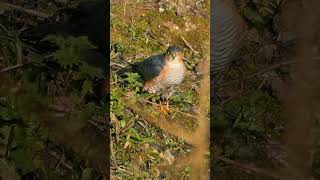 The Sparrowhawks Mewing Call  Bird Sounds shorts [upl. by Noirod]