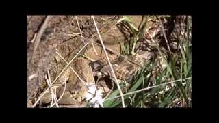 Rattlesnake Den at Columbia Hills State Park WA [upl. by Haida]