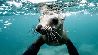 The sound of a fur seal [upl. by Salba]