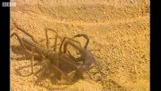 Camel Spider attacking a Scorpion [upl. by Aihsat722]