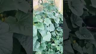 GROWING FOOD ON A SMALL PLOT growhoss shorts growyourownfood [upl. by Gladys]