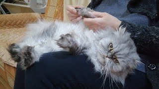 Surprisingly calm kitty really enjoys nail trimming [upl. by Elo]