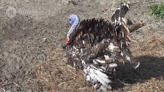 Free Birds TimeTraveling Turkeys Save Thanksgiving Wild birds channel [upl. by Berk]