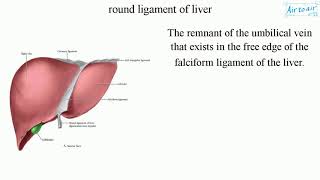 round ligament of liver [upl. by Ronoel702]