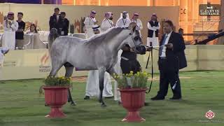 N314 JAWHAR ALSAYED  The 13th Local Breed Championship for Arabian Horses 2024  Stallions 46 Y [upl. by Ahsitaf675]