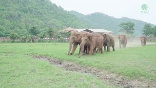 Elephants Run To Greeting A New Rescued Baby Elephant  ElephantNews [upl. by Udela239]