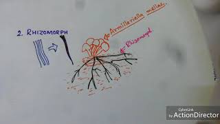 Fungi Hyphae Modification [upl. by Selrahcnhoj168]