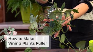 How to Make Vining Plants Fuller [upl. by Brookes]