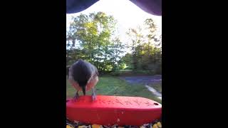 Tufted Titmouse Brings Own Snack Bird Buddy [upl. by Rafi]