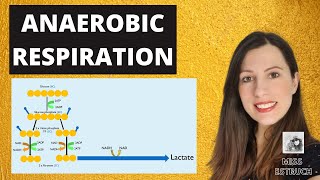 ANAEROBIC RESPIRATIONAlevel Biology Reaction efficiency and why it is so important [upl. by Frannie319]