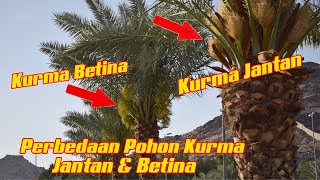 PERBEDAAN POHON KURMA JANTAN DAN BETINA [upl. by Tayyebeb97]