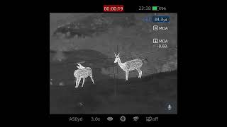 Pest control fallow deer 22lr 40gr subsonic Infiray Rico mk2 rh50r infiray [upl. by Alben647]