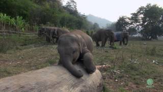 Clumsy Baby Elephant  ElephantNews [upl. by Truk]