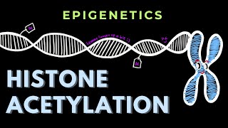 Histone Acetylation  Epigenetics  GATECSIRNET [upl. by Ebaj566]