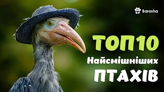 😋 ТОП 10 найсмішніших птахів на Планеті 😋 прикольні пташки [upl. by Delaney]