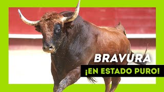 Los TOROS SALVAJES más BRAVOS soltados en 2023 ¡Qué ANIMAL [upl. by Loren]