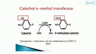 catecholOmethyltransferase [upl. by Marteena]