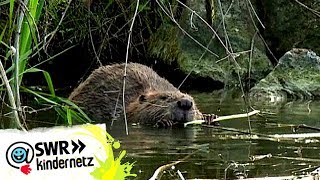 OLI auf Expedition Bei den Bibern in Wien  OLIs Wilde Welt  Kindernetz [upl. by Namyac]