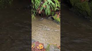 Salmon Returning to Pipers Creek Seattle 1124 [upl. by Amie]