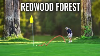 Jaw Dropping Course in Giant Redwood Forest [upl. by Anires]