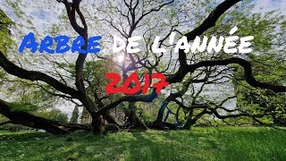 Arbre de lannée 2017 Le Sophora du Japon de Montry [upl. by Atiz]