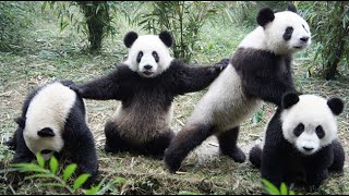 Panda Funny Moment Videos 🐼 Panda is like a Big meatball that keeps wrestling 🐼 Panda Video [upl. by Amie]