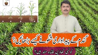 How to grow productive wheat tillers  Agahi main baqah [upl. by Llatsyrk]