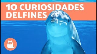 10 curiosidades sobre los delfines 100 REALES [upl. by Leshia]