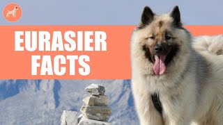 Eurasier Dog Breed 10 Amazing Facts You Must Know [upl. by Leahcym542]