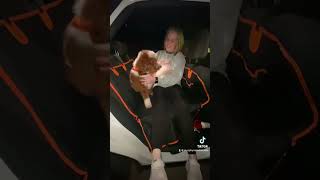 Best car seat extendercover carseatcoverfordogs founditontiktok tiktokshopfinds doglover [upl. by Larred]