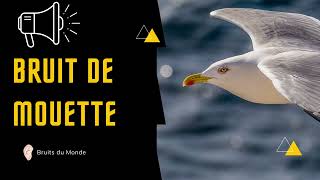 Bruit de MOUETTE 🕊🕊🔊 [upl. by Ginnie]