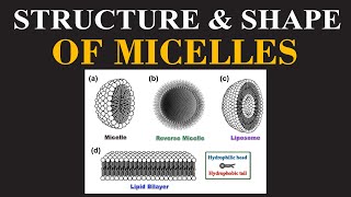 Struture amp Shape of Micelles Part 02  Mechanism of Action of Micelles  ChemClarity [upl. by Nwotna]