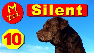 Silent Dog Whistle to Stop Dogs Barking  Random Whistle Sounds Only Dogs Can Hear [upl. by Smiga]