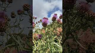 Thistle  Oset Edinburgh Saughton Park 🌳 [upl. by Nolaj515]